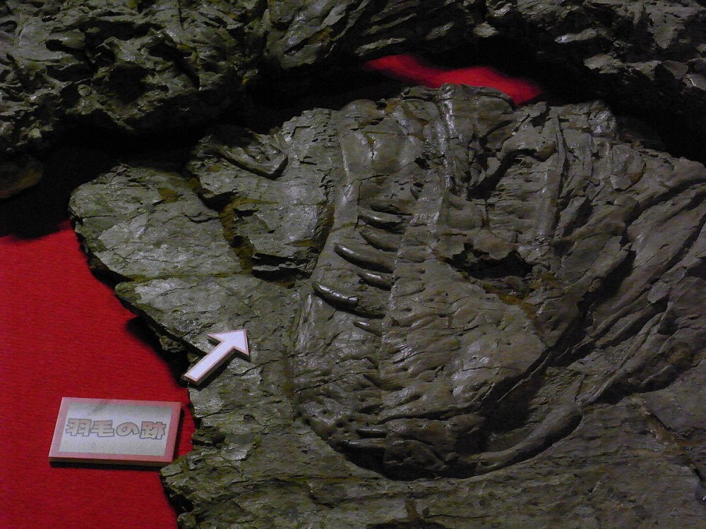 Yutyrannus Feathers Fossil