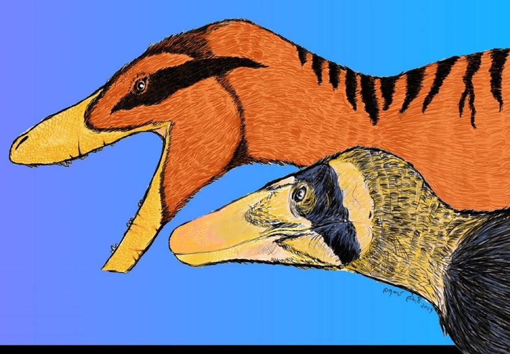 Vayuraptor nongbualamphuensis