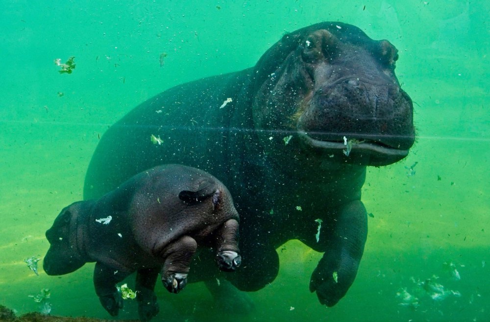 Морской Бегемот