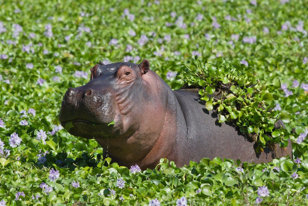 Гиппопотам Hippopotamus amphibius