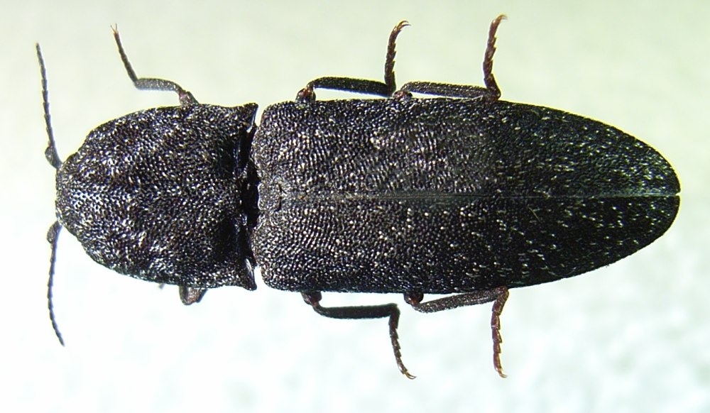 Crepidophorus mutilatus насекомое