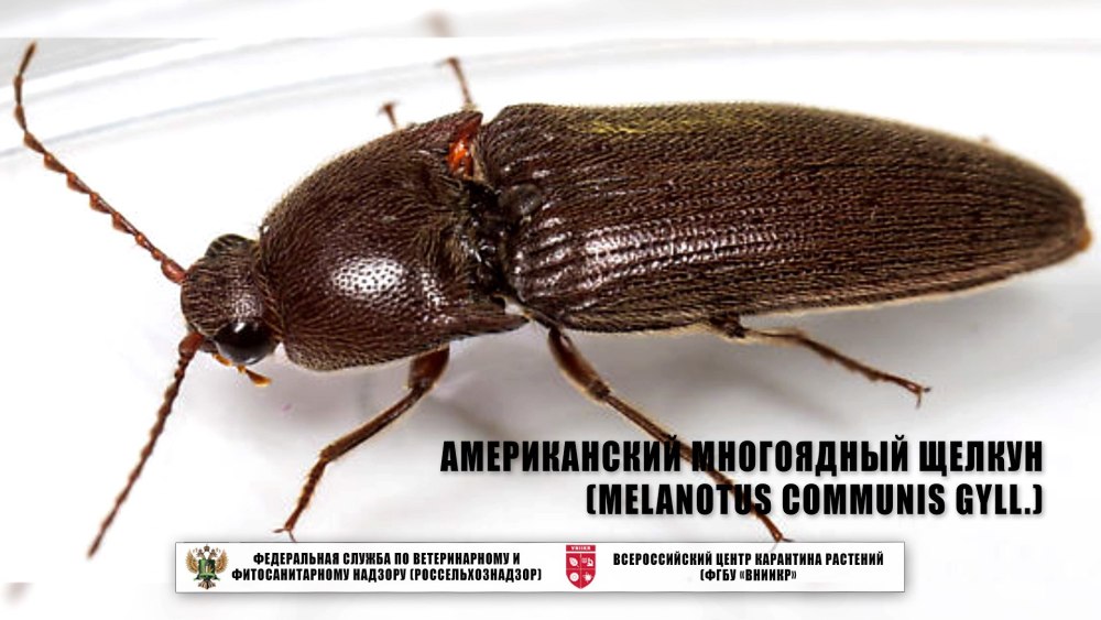 Американский многоядный Щелкун