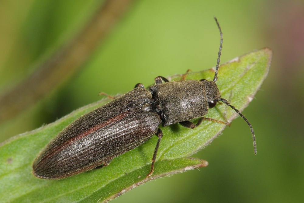 Щелкун Athous (Haplathous)