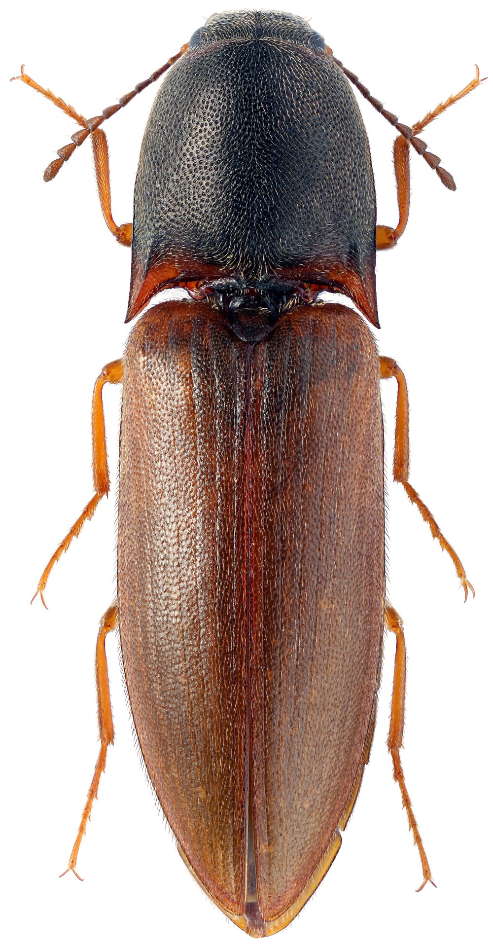 Drymus brunneus