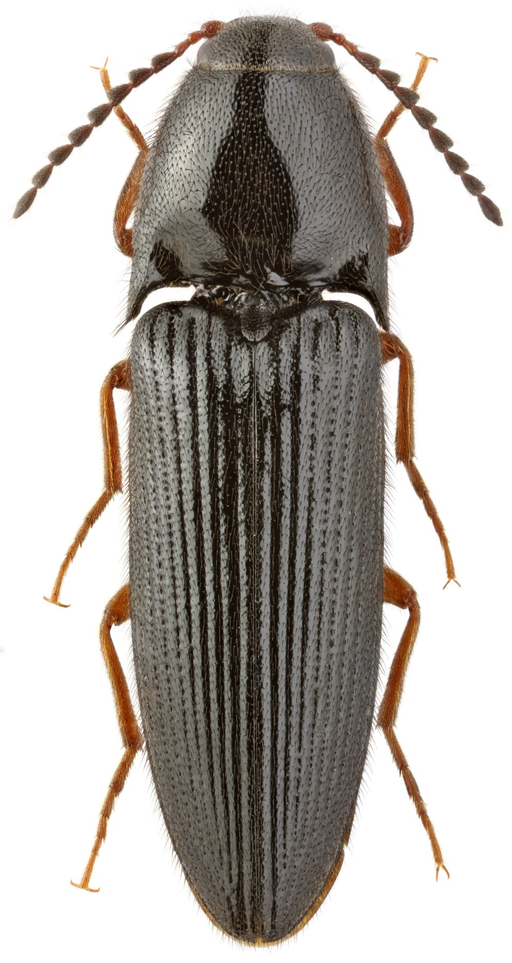 Acrosticta fulvipes