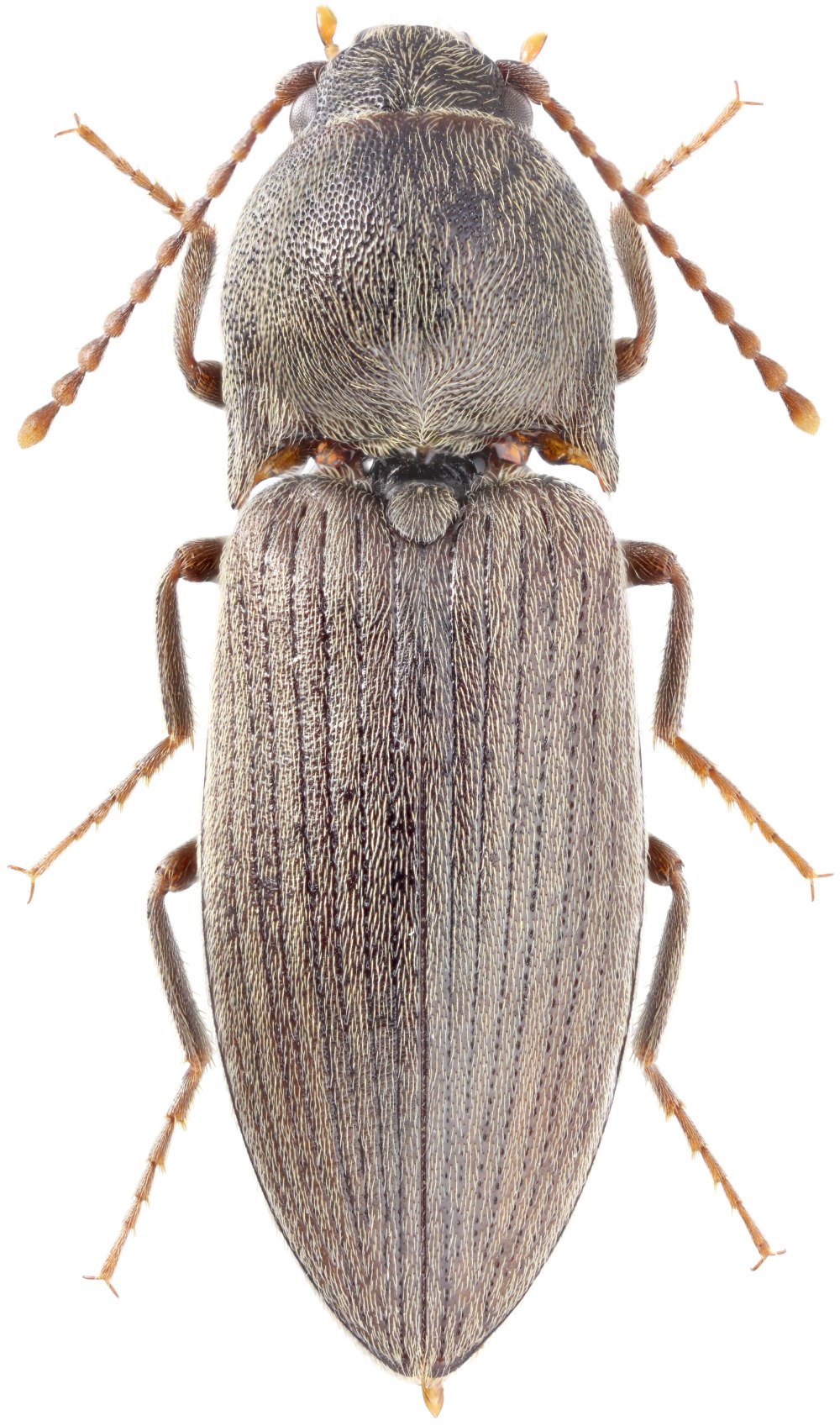 Agriotes Obscurus (Linnaeus, 1758)