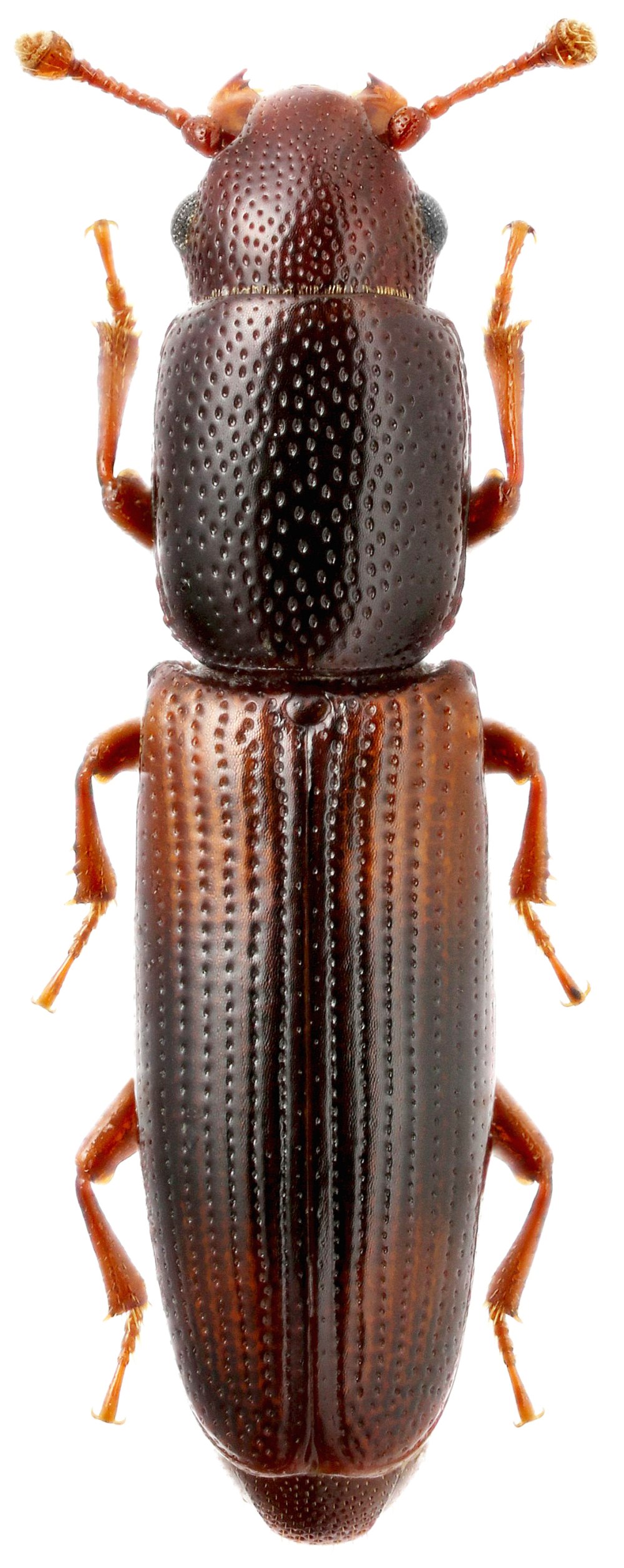 Arunus - это род Жуков семейства Monotomidae