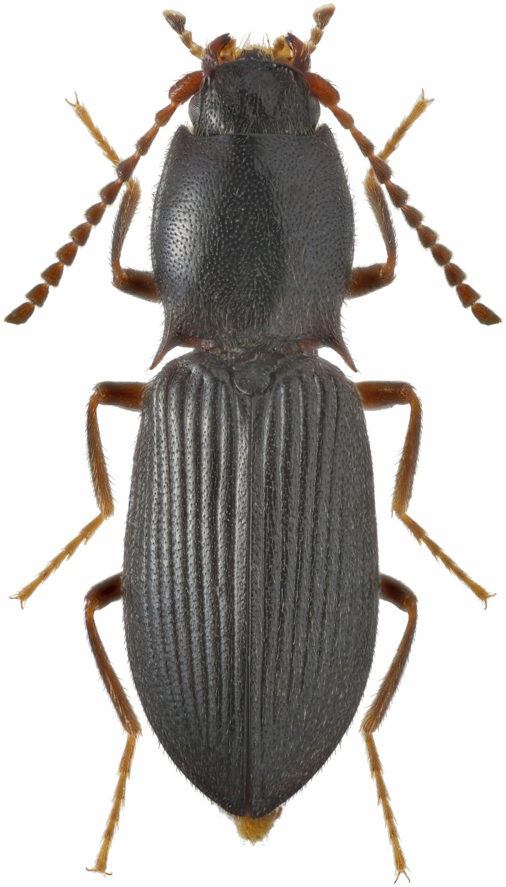 Curtonotus hyperboreus