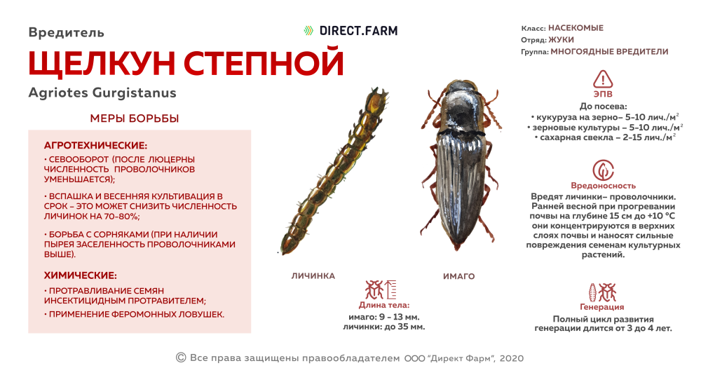 Вред посевного щелкуна