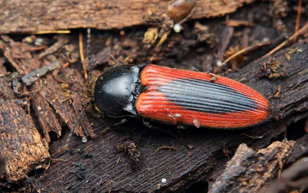Ampedus sanguinolentus