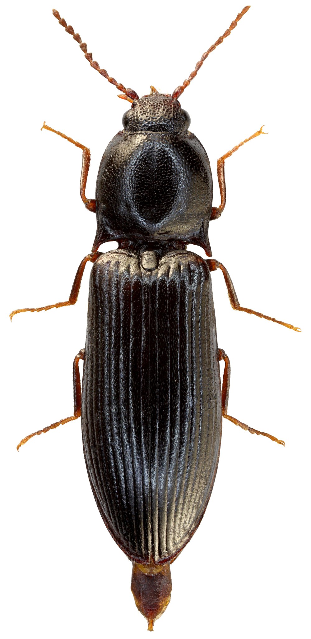 Odoiporus longicollis