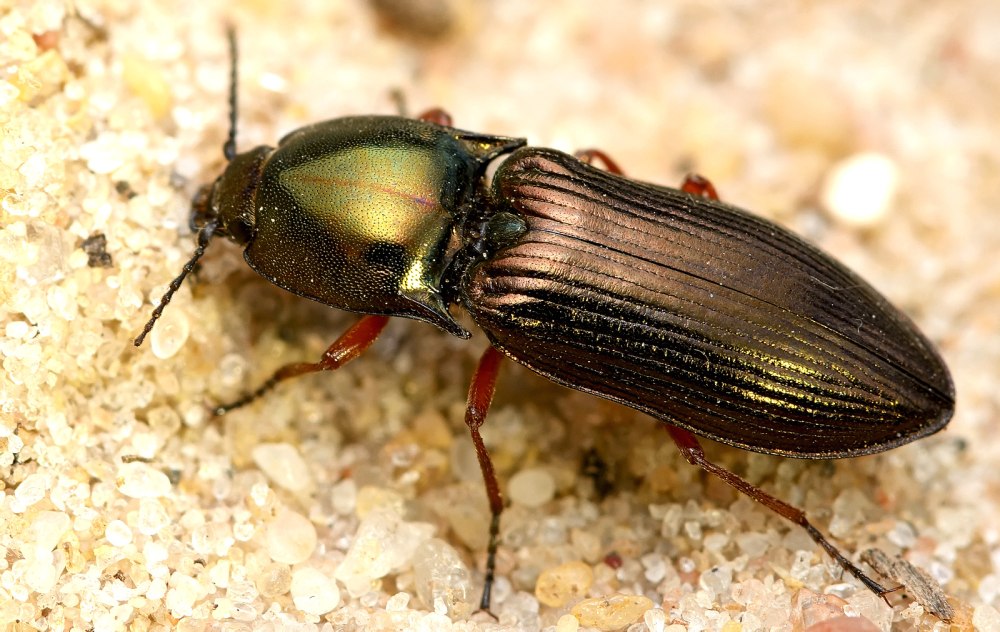 Selatosomus aeneus