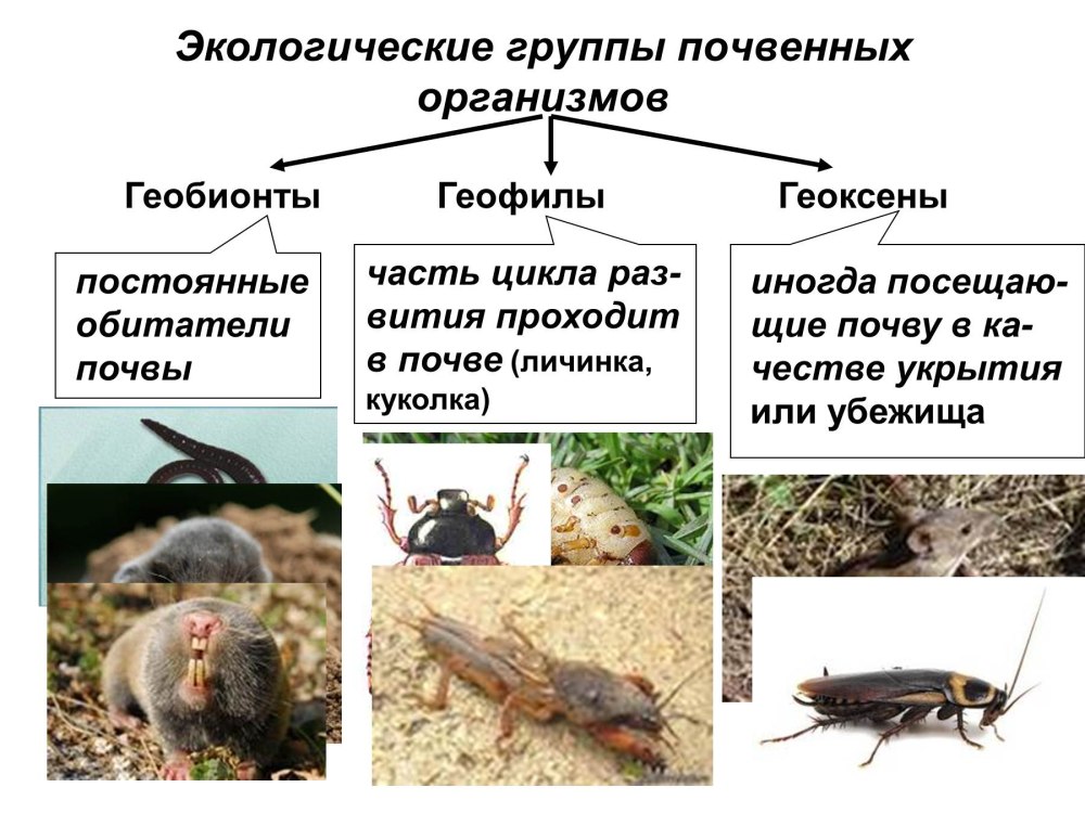 Экологические группы почвенных организмов