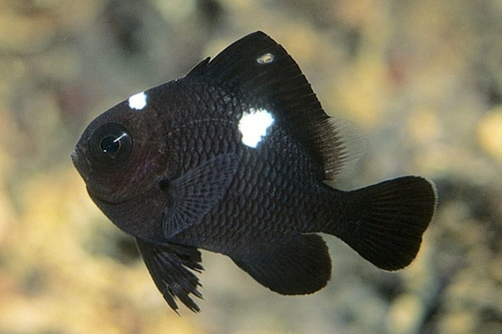 Dascyllus trimaculatus