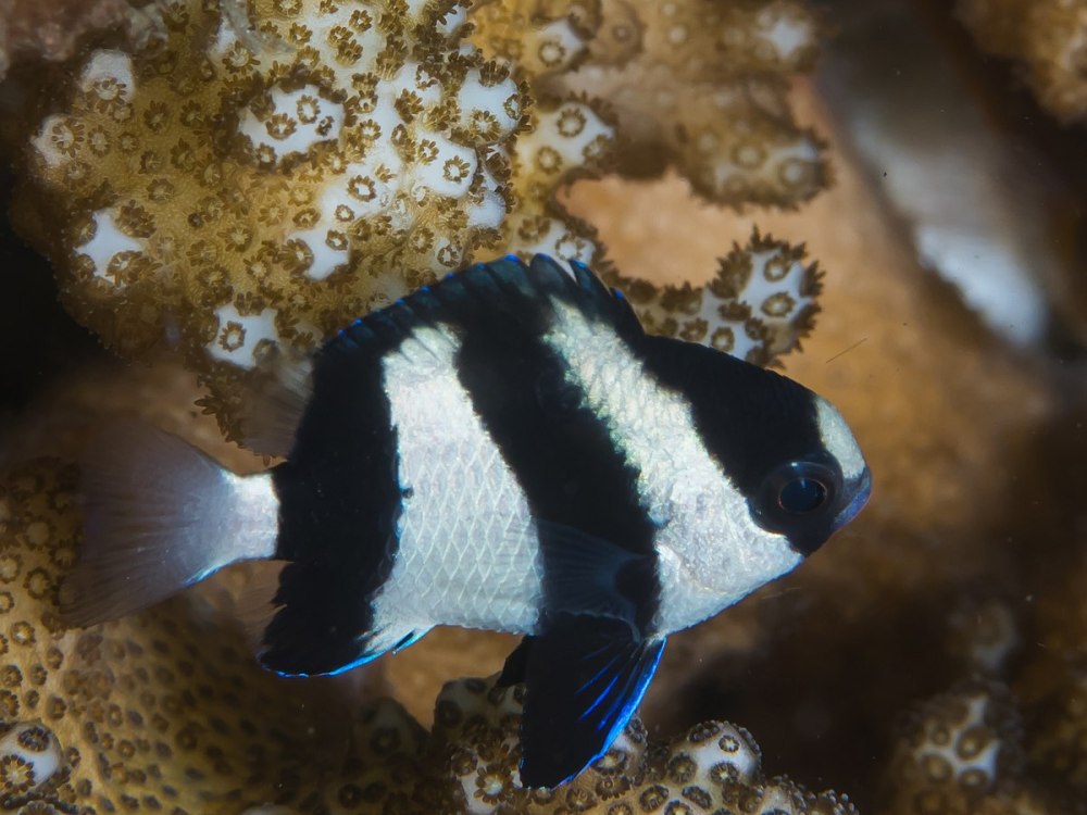 Dascyllus aruanus