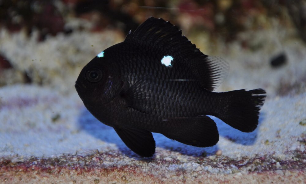 Dascyllus trimaculatus