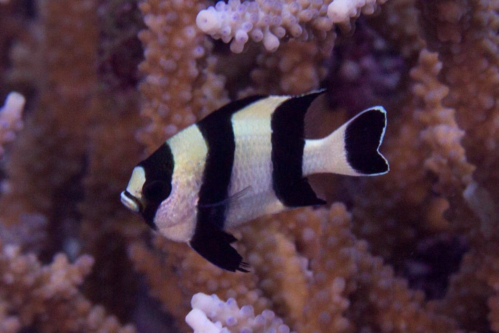 Dascyllus melanurus