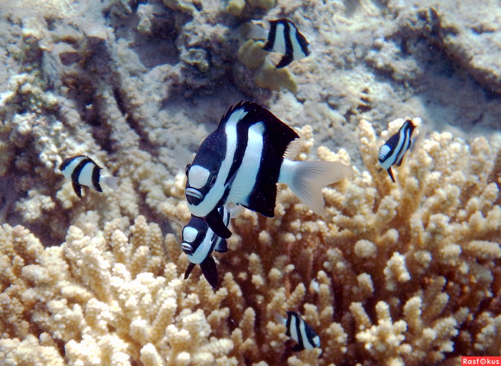 Dascyllus aruanus