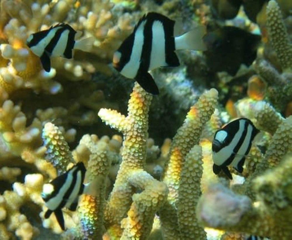 Dascyllus aruanus