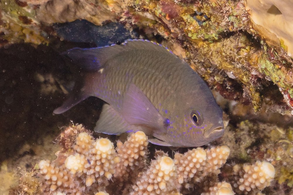 Dascyllus trimaculatus
