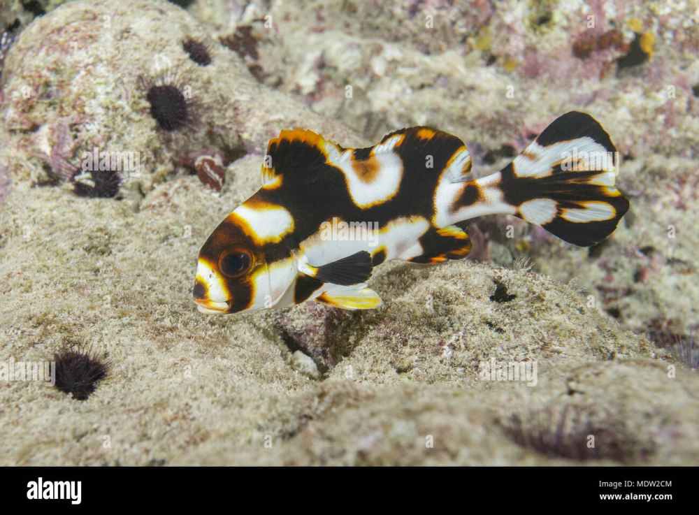 Plectorhinchus vittatus