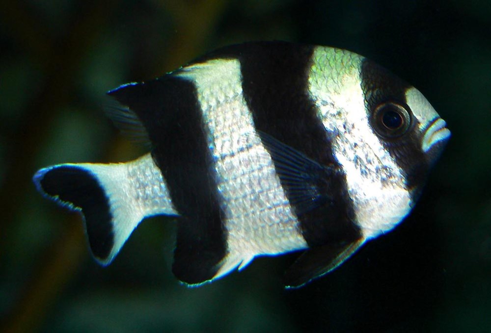 Dascyllus melanurus