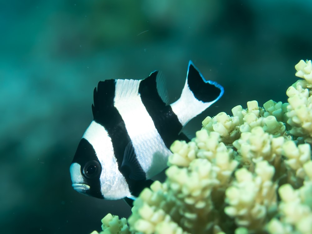 Dascyllus melanurus