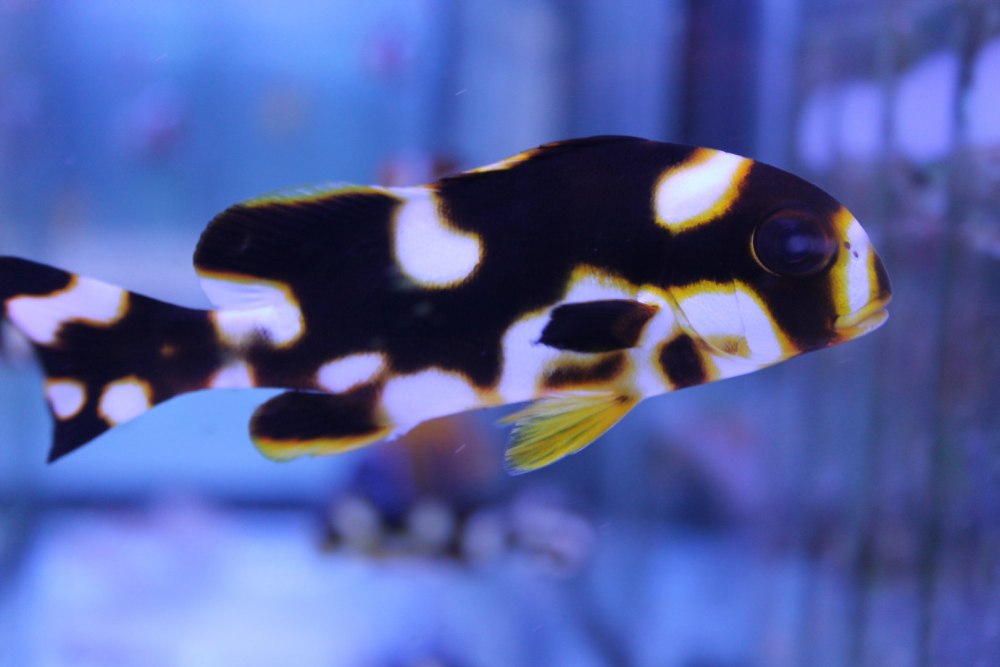 Oriental Sweetlips рыба