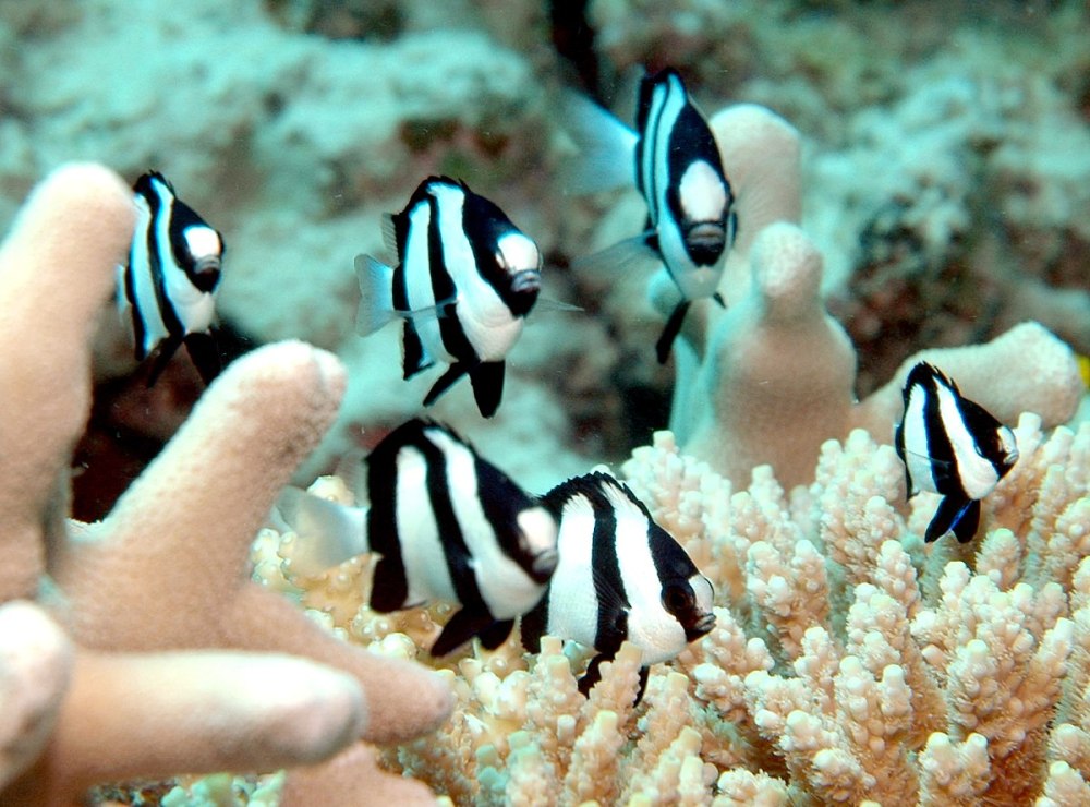 Dascyllus aruanus