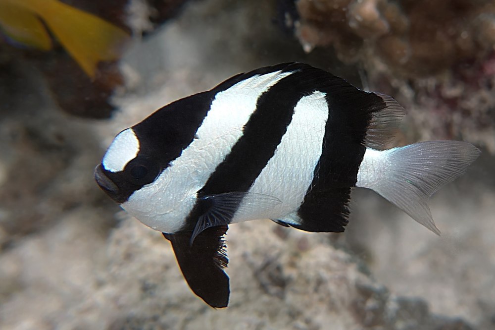Dascyllus aruanus