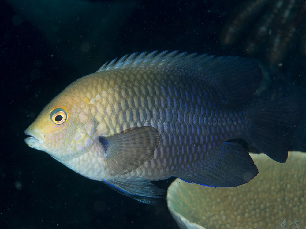 Pomacentrus bankanensis
