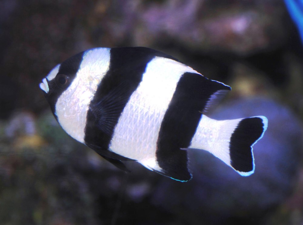 Dascyllus aruanus