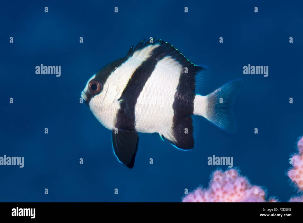 Humbug Damselfish