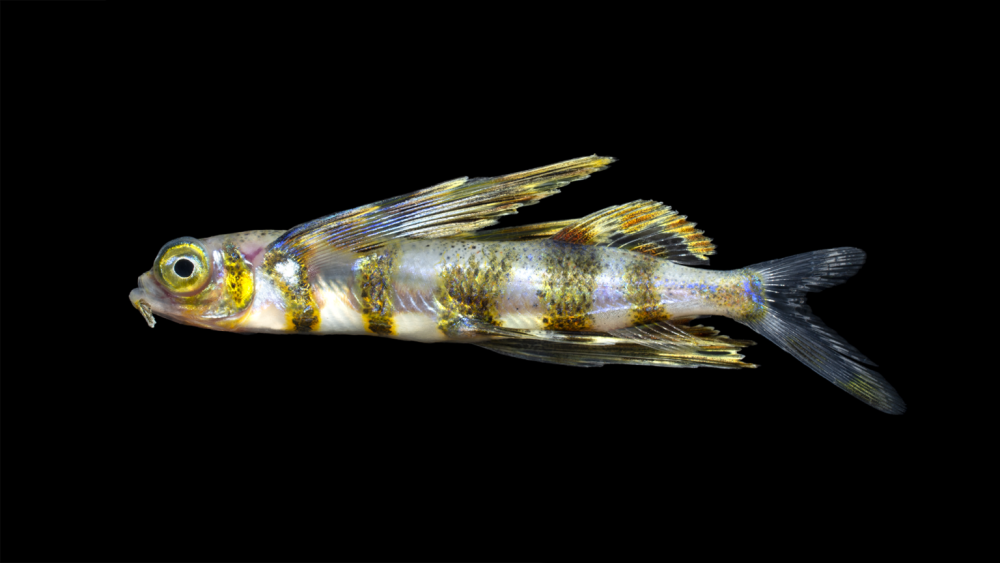 Lepidocephalichthys furcatus