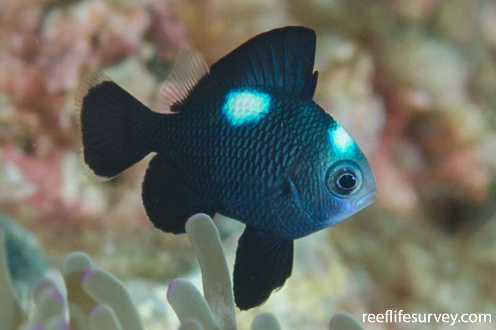 Dascyllus trimaculatus /дасцилл трехпятнистый