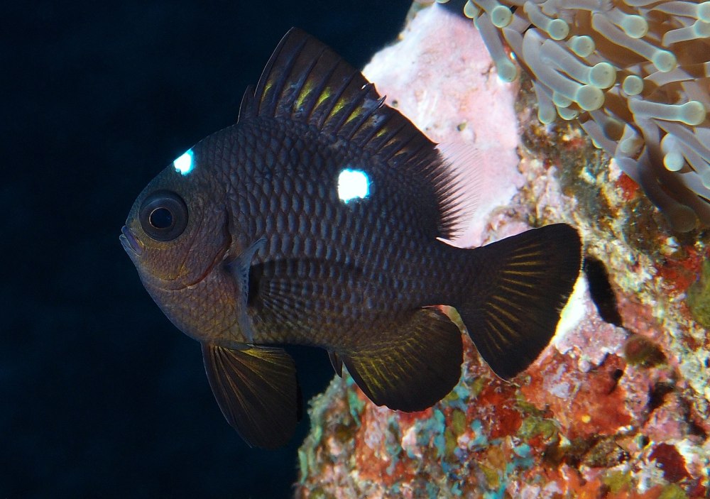 Dascyllus trimaculatus /дасцилл трехпятнистый