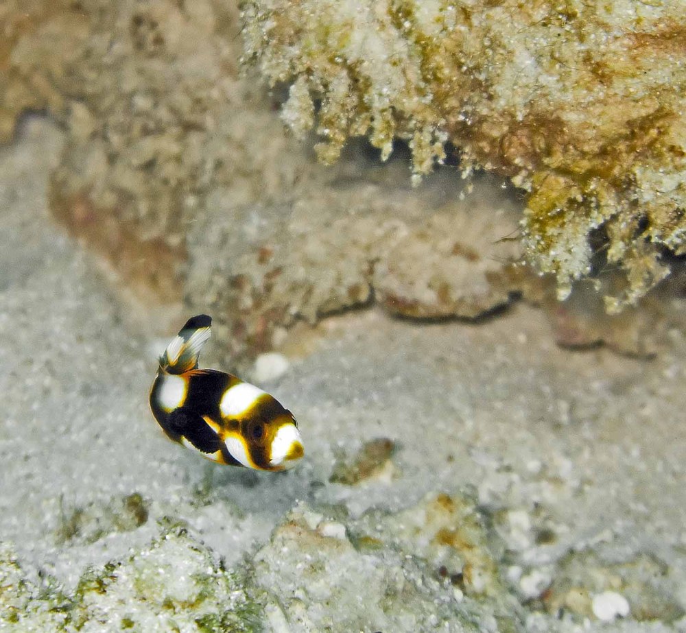 Juvenile oriental Sweetlips