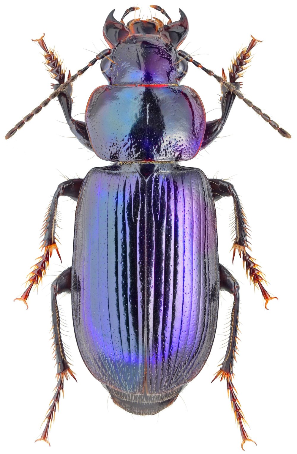 Harpalus Жук