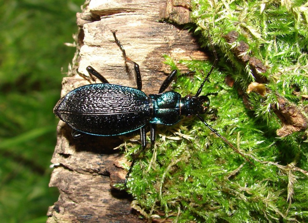 Кавказская жужелица - Carabus caucasicus