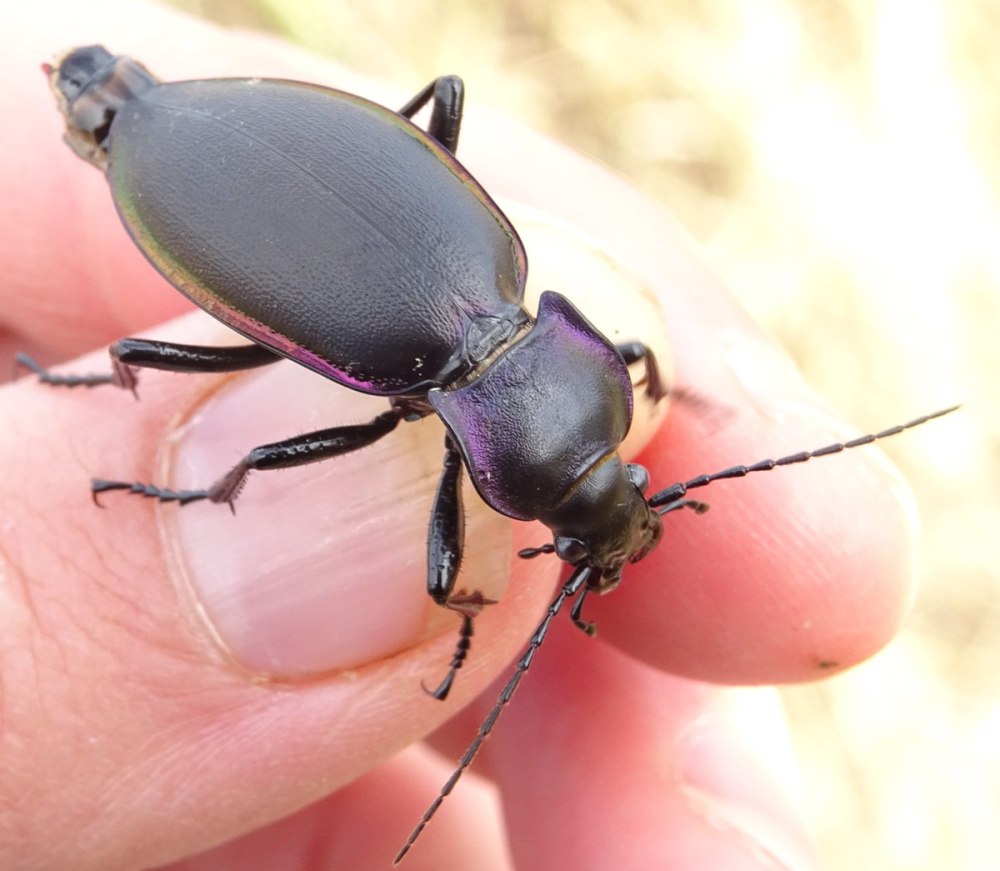 Жужелица фиолетовая (Carabus violaceus)