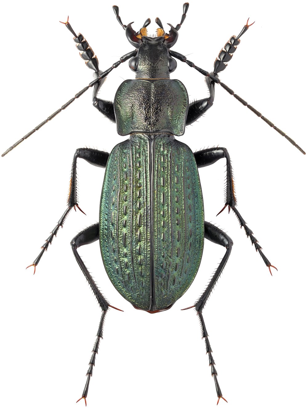 Carabus granulatus Linnaeus, 1758