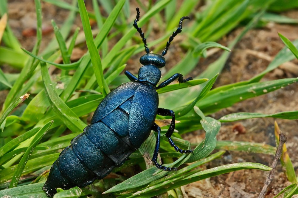 Жук Meloe violaceus