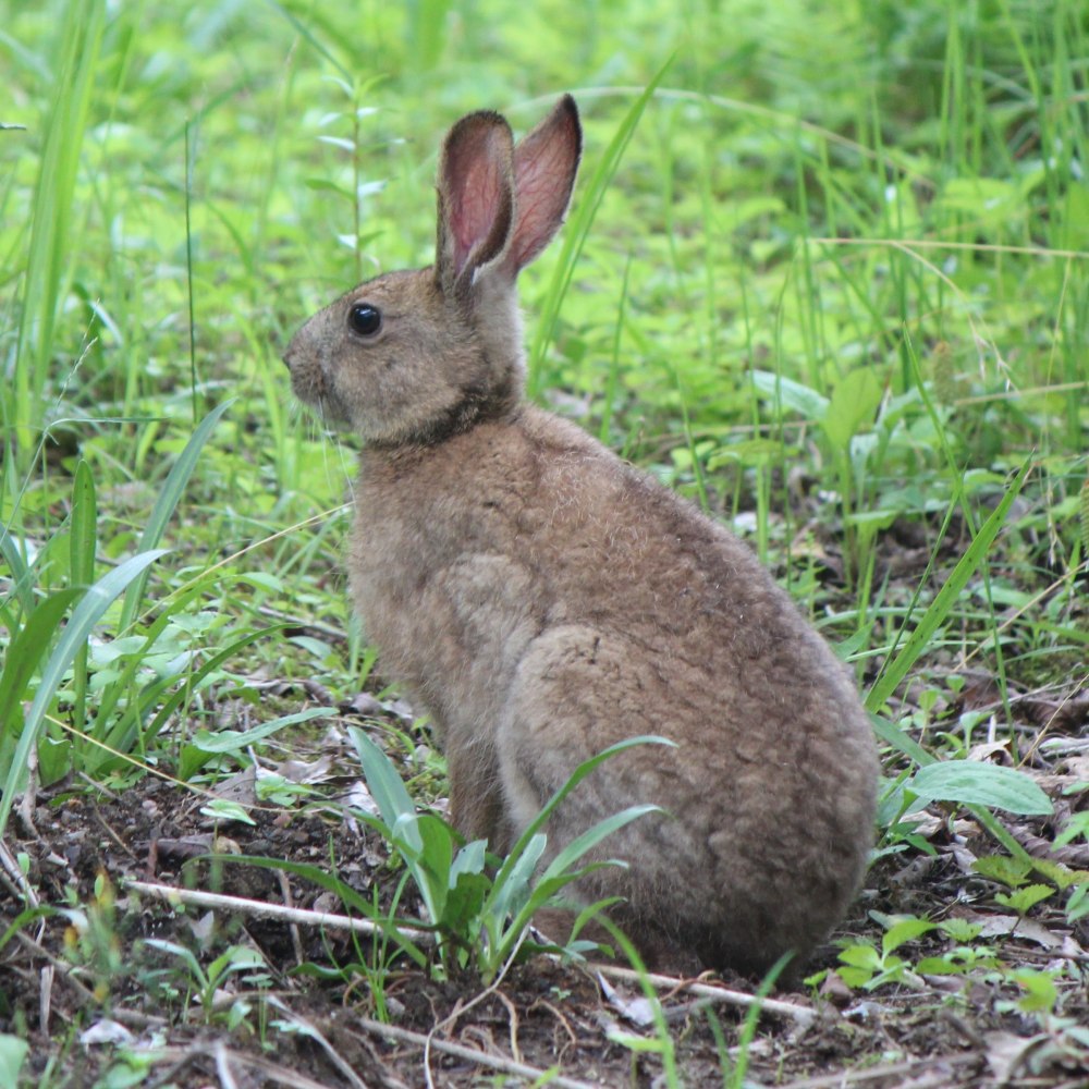 Lepus sinensis