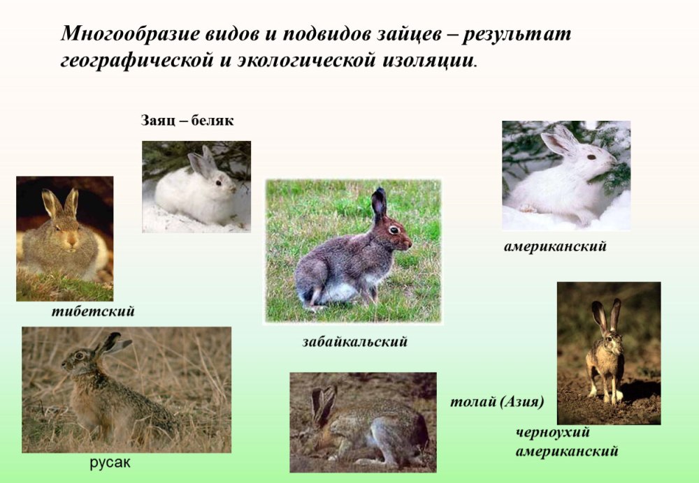 Заяц Беляк толай и Русак