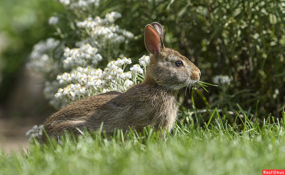 Отряд зайцеобразные (Lagomorpha).