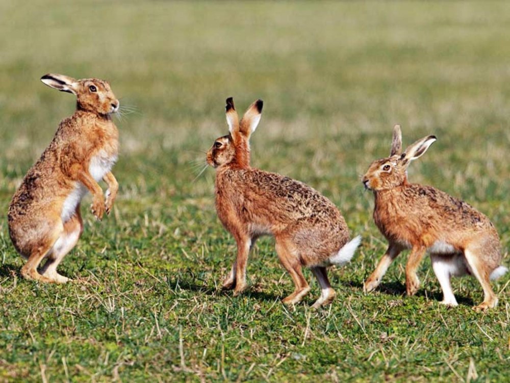 Отряд зайцеобразные (Lagomorpha).