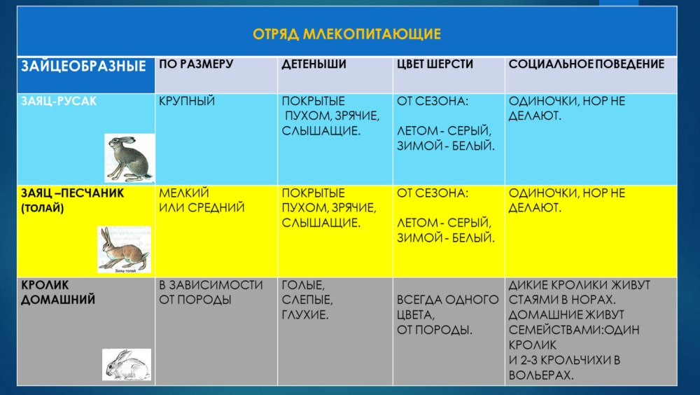 Таблица отряд млекопитающих зайцеобразные