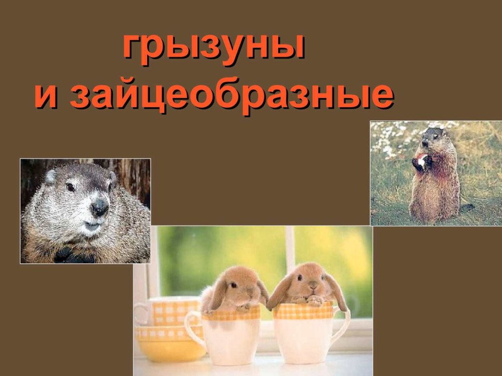 Отряды млекопитающих Грызуны зайцеобразные