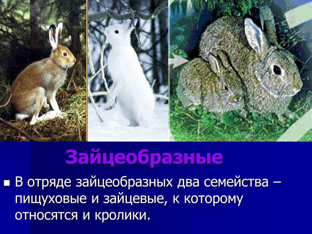 Отряд зайцеобразные питание