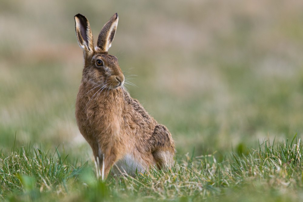 Hare a la Royal
